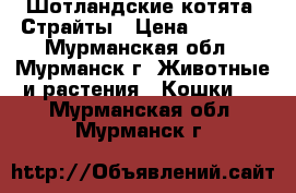 Шотландские котята. Страйты › Цена ­ 8 000 - Мурманская обл., Мурманск г. Животные и растения » Кошки   . Мурманская обл.,Мурманск г.